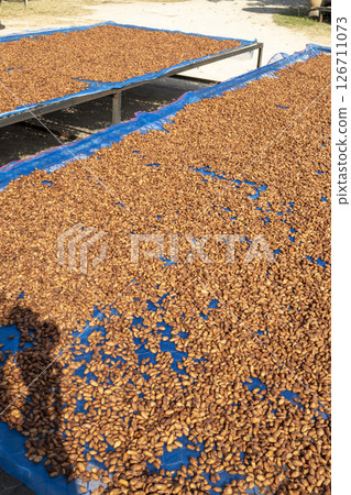 Theobroma cacao is the scientific name given to the cacao tree or cacao tree Theobroma cacao is the scientific name given to the cacao tree or cacao tree 126711073