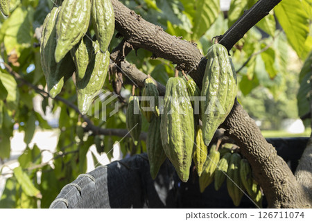 Cacao Tree (Theobroma cacao). Organic cocoa fruit pods in nature. 126711074