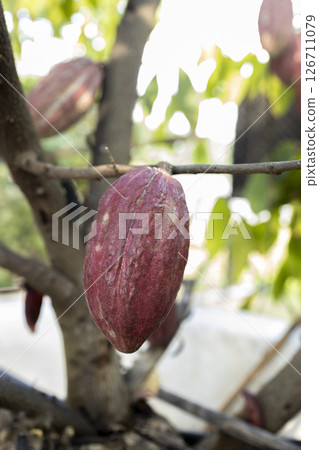 Cacao Tree (Theobroma cacao). Organic cocoa fruit pods in nature. Cacao Tree (Theobroma cacao). Organic cocoa fruit pods in nature. 126711079