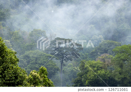Landscape of Morning Mist with Mountain Layer. mountain ridge and clouds in rural jungle bush forest Landscape of Morning Mist with Mountain Layer. mountain ridge and clouds in rural jungle bush forest 126711081