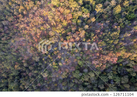 Scenic topdown shot of a deciduous forest changing leaves at the height of autumn. Picturesque flying view of the vibrant 126711104