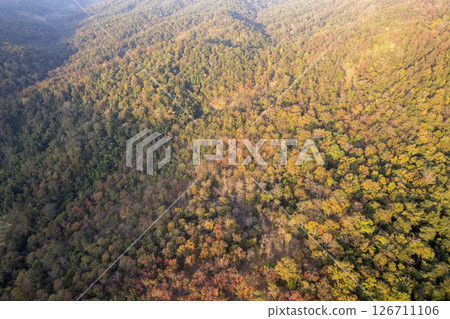 Scenic topdown shot of a deciduous forest changing leaves at the height of autumn. Picturesque flying view of the vibrant 126711106