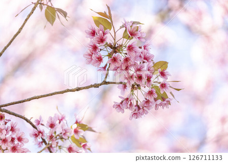 Wild Himalayan Cherry (Prunus cerasoides) or thai sakura flower Wild Himalayan Cherry (Prunus cerasoides) or thai sakura flower 126711133