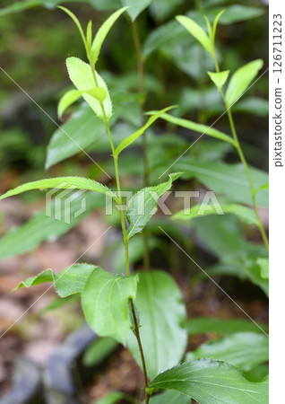 中草藥、藥用植物 中草藥、藥用植物 126711223