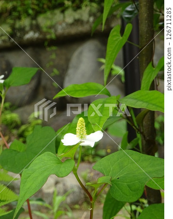 Dokudami離開 Dokudami離開 126711285