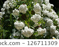 Many large white flowers 126711309
