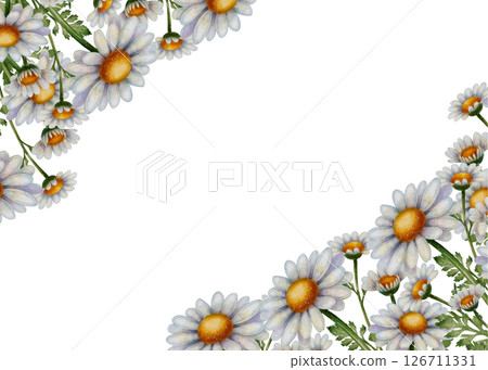 Chamomile flower frame illustration Chamomile flower frame illustration 126711331