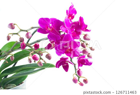 row of tropical flowers row of tropical flowers 126711463