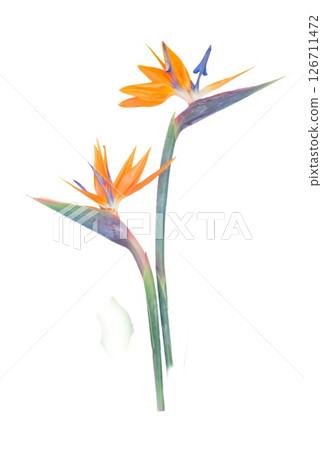 Stunning and Beautiful Strelitzia Flowers Displayed on a Clean White Background for a Striking Contrast Stunning and Beautiful Strelitzia Flowers Displayed on a Clean White Background for a Striking Contrast 126711472