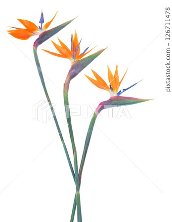 Stunning and Beautiful Strelitzia Flowers Displayed on a Clean White Background for a Striking Contrast Stunning and Beautiful Strelitzia Flowers Displayed on a Clean White Background for a Striking Contrast 126711478