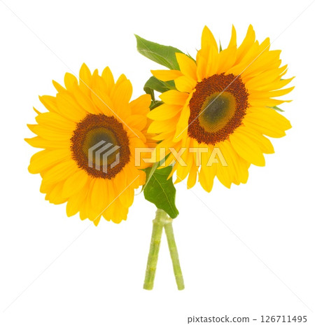 A Vibrant Sunflower with Bright Yellow Petals Surrounded by Lush Green Leaves in Full Bloom and Glory 126711495