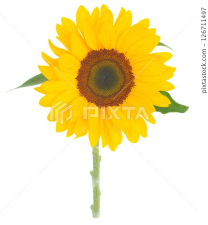 A Vibrant Sunflower with Bright Yellow Petals Surrounded by Lush Green Leaves in Full Bloom and Glory A Vibrant Sunflower with Bright Yellow Petals Surrounded by Lush Green Leaves in Full Bloom and Glory 126711497