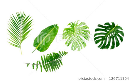 A stunning variety of Tropical Monstera Leaves Isolated artfully on a White Background for aesthetic appeal A stunning variety of Tropical Monstera Leaves Isolated artfully on a White Background for aesthetic appeal 126711504