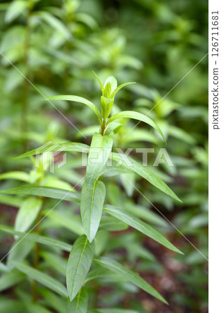 Lythrum salicaria medicinal herb 126711681