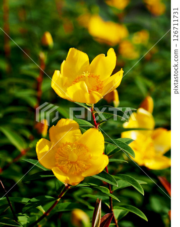 沐浴在朝陽中的金絲桃（在樹蔭下盛開的西洋金絲桃的黃色花朵和花蕾） 126711731