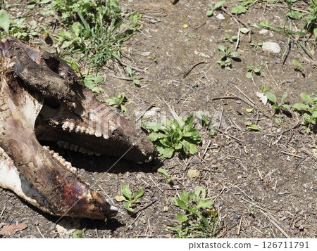 Skeletonized animal head 126711791
