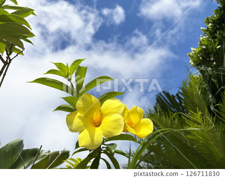 Yellow Lamanda flowers blooming under blue skies at a tropical resort Yellow Lamanda flowers blooming under blue skies at a tropical resort 126711830