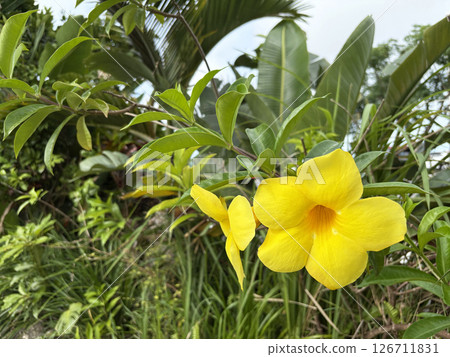 Yellow Lamanda flowers bloom in a tropical resort 126711831