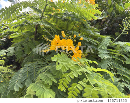 Yellow butterflies bloom 126711833