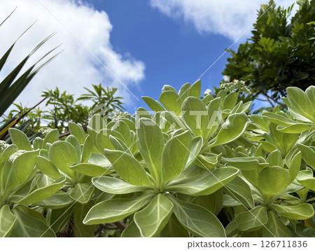 Monpanoki trees and blue sky at a resort 126711836