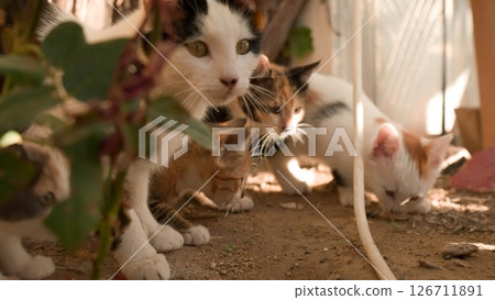 A group of stray cats in Cappadocia seeks food or care. Animal shelters and volunteers in Turkey, this scene emphasizes the importance of adoption to give these animals a better life. Goreme park A group of stray cats in Cappadocia seeks food or care. Animal shelters and volunteers in Turkey, this scene emphasizes the importance of adoption to give these animals a better life. Goreme park 126711891