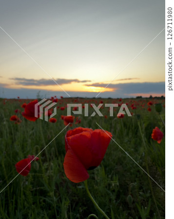 Vibrant Red Poppies Under Cloudy Sky 126711980