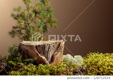 Composition with natural wood, moss and juniper branches. Composition with natural wood, moss and juniper branches. 126712014