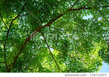 May's new greenery, Kyoto Wazuka, green maple 5 126712073