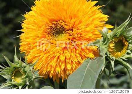 Sunflowers are a flower that gives you energy just by looking at them Sunflowers are a flower that gives you energy just by looking at them 126712079