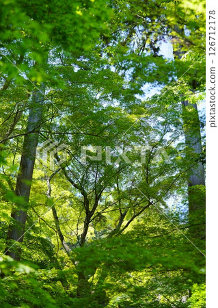 5月9日,京都和束市正法寺的新綠 5月9日,京都和束市正法寺的新綠 126712178