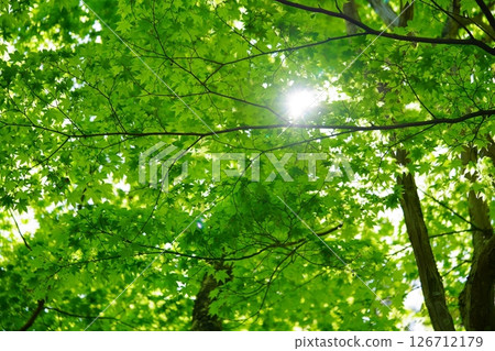 Fresh greenery at Shohoji Temple in Wazuka, Kyoto in May 8 Fresh greenery at Shohoji Temple in Wazuka, Kyoto in May 8 126712179