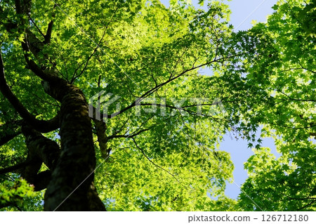 5月7日，京都和束市正法寺的新綠 126712180