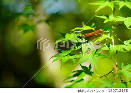 Vitality: Thread-tailed Dragonfly 7 in the May Greenery Vitality: Thread-tailed Dragonfly 7 in the May Greenery 126712188