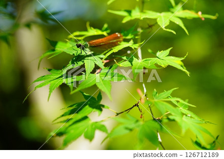 Vitality: Thread-tailed Dragonfly in the May Greenery 6 126712189