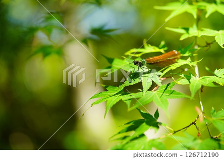 Vitality: Thread-tailed Dragonfly in the May Greenery 5 126712190