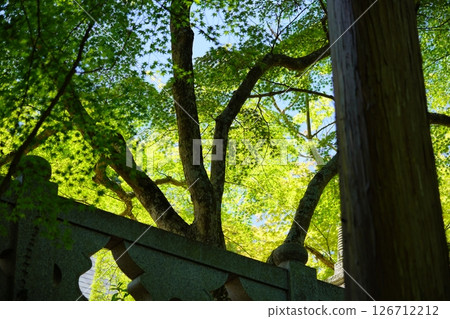 京都和束正法寺參道上的新綠 23 京都和束正法寺參道上的新綠 23 126712212