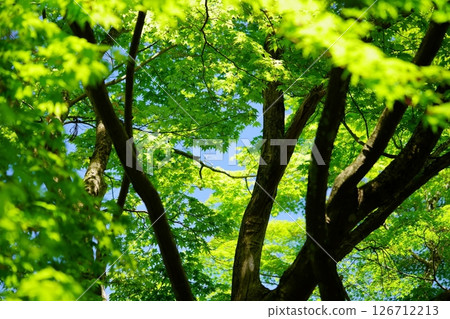 京都和束正法寺參道上的新綠 22 126712213