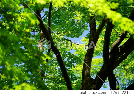 Fresh greenery on the approach to Shohoji Temple in Wazuka, Kyoto 21 126712214