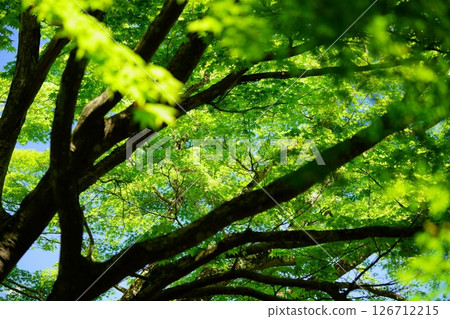 Fresh greenery on the approach to Shohoji Temple in Wazuka, Kyoto 20 126712215