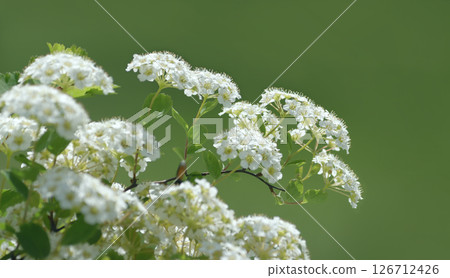 Branch with white flowers Spiraea. On natural blurred green background. 126712426