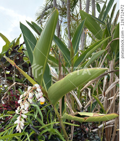 The shell ginger flowers seen from the side. They do not overlap and the whole flower is visible. 126712472