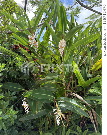 Shell ginger flowers bloom under the blue sky of Okinawa. The whole shell ginger flower is visible without overlapping. 126712476