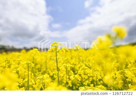 Rape flower field in full bloom 126712722