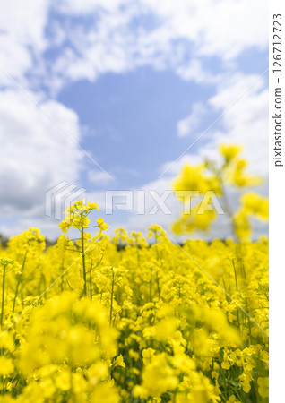 Rape flower field in full bloom Rape flower field in full bloom 126712723