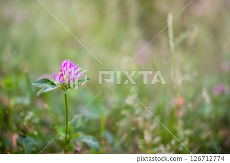 Beautiful flower on green grass background Beautiful flower on green grass background 126712774