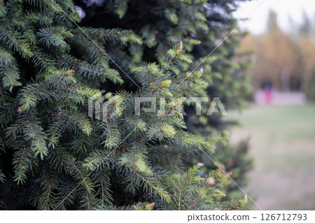 Christmas tree twigs in the park near Christmas tree twigs in the park near 126712793