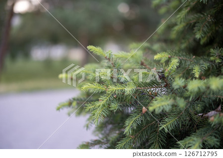 Christmas tree twigs in the park near Christmas tree twigs in the park near 126712795