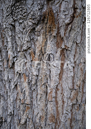 Oak tree bark background Oak tree bark background 126712805