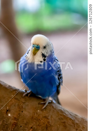 Cobalt Budgerigar (Family: Budgerigar) 126712809