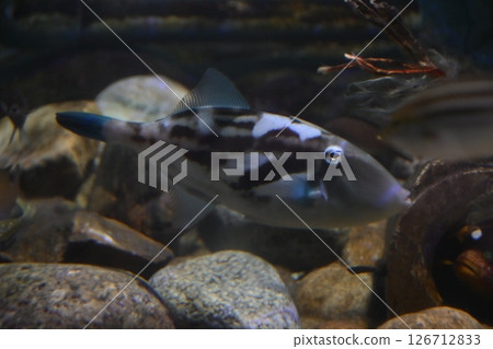 Uma Tsuruhagi Uma Tsuruhagi 126712833